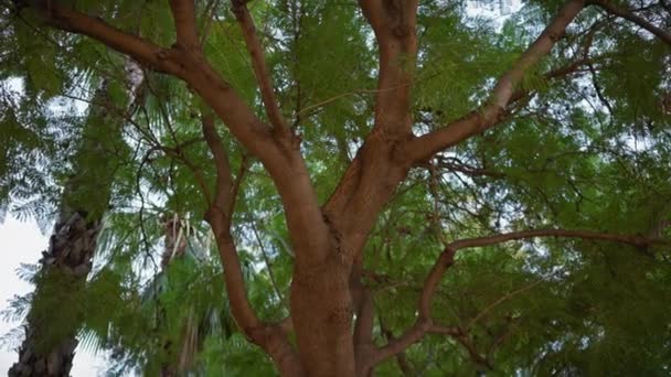 Frodig Grönska Schinus Molle Eller Peruansk Pepparträd Det Lugna Medelhavsklimat — Stockvideo
