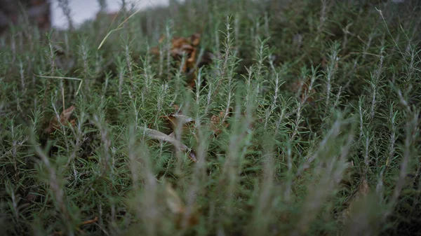 迷迭香 苦参碱在自然室外环境中的特写 显示草本植物的质感 — 图库照片