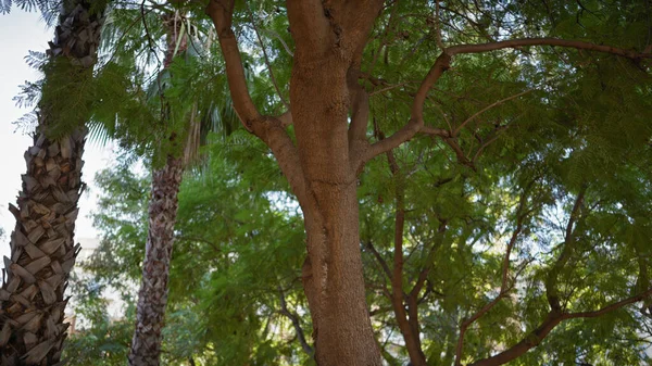 Verde Tropical Con Una Palmera Frondoso Árbol Entrelaza Murcia Mostrando — Foto de Stock