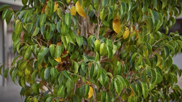 Vibrant Ficus Leaves Green Yellow Hues Suggesting Lush Environment Murcia — Stock Photo, Image