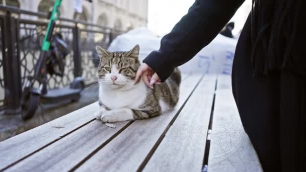 Una Persona Coccola Gatto Contenuto Una Panchina Legno Ambiente Urbano — Video Stock