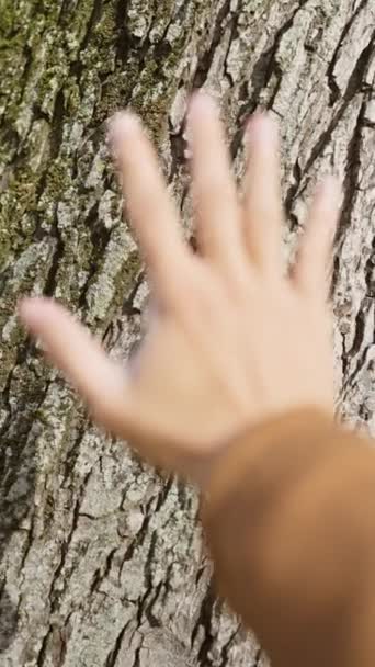 Мужская Рука Протягивает Руку Прикоснуться Грубой Текстуре Коры Дерева Покрытого — стоковое видео