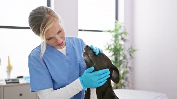 Een Zorgzame Jonge Vrouw Dierenarts Scrubs Onderzoekt Een Zwarte Labrador — Stockvideo