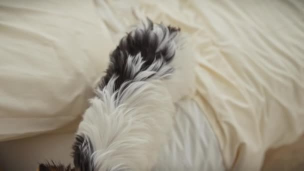 Ein Biewer Terrier Welpe Blickt Neugierig Auf Während Auf Einem — Stockvideo