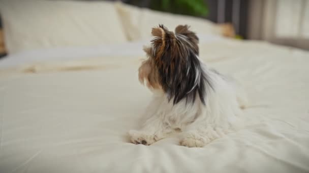 Ein Biewer Terrier Welpe Sitzt Aufmerksam Auf Einem Weißen Bett — Stockvideo