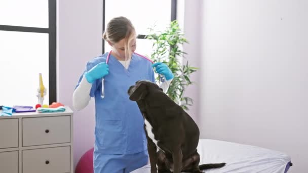 Blondýnka Žena Veterinář Zkoumá Pozorný Černý Labrador Jasné Klinice Místnosti — Stock video