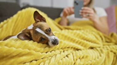 Sarı bir battaniyeye uzanmış bir kadın sevimli köpeğiyle evde rahat bir şekilde akıllı telefonunu karıştırıyor..