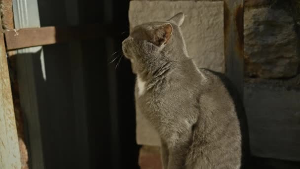 Fridfull Grå Katt Sitter Uppmärksamt Grumligt Solljus Mot Rustik Strukturerad — Stockvideo