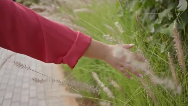 Рука Жінки Ніжно Торкається Яких Трав Сонячній Відкритій Обстановці Демонструючи — стокове відео