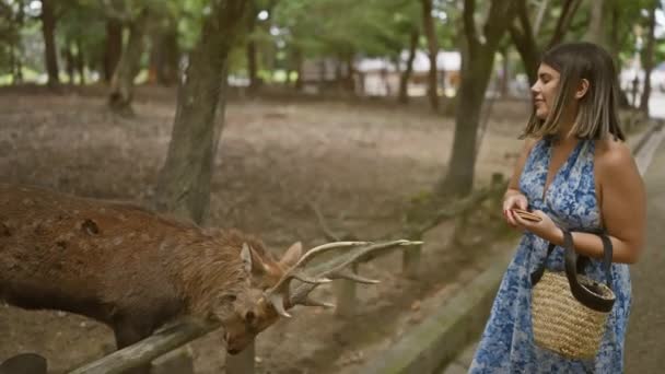 Mulher Hispânica Alegre Bonita Alimentando Alegremente Cervos Bonitos Com Biscoitos — Vídeo de Stock