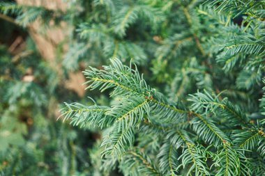 Canlı yeşil çam iğnelerine yakın plan, sığ alan derinliği, doğa ve noel teması için ideal.