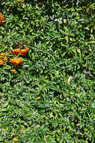 Close Dense Green Pyracantha Shrub Clusters Vibrant Orange Berries — Stock Photo, Image