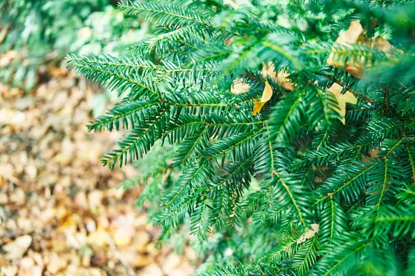 Детальный Крупный План Пышных Зеленых Тисовых Ветвей Осенними Листьями Заднем — стоковое фото