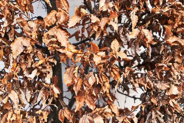 Close Crisp Brown Autumn Leaves Branches Blurred Background Evoking Seasonal — Stock Photo, Image