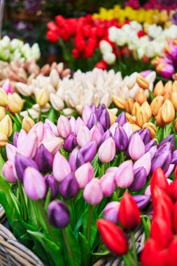 Bir sepetteki renkli lale çiçekleri bir çiçekçinin sergisinde canlı bir seçim sergiliyor..