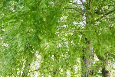 Dalların ve yaprakların görünür dokuları ile sedir ağaçlarının yemyeşil yaprakları huzurlu bir arka plan oluşturur..