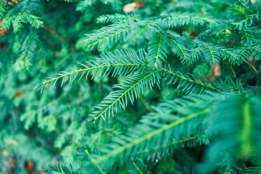 Canlı yeşil kozalaklı dalların yakın plan görüntüsü çerçeveyi gün ışığında dolduruyor.