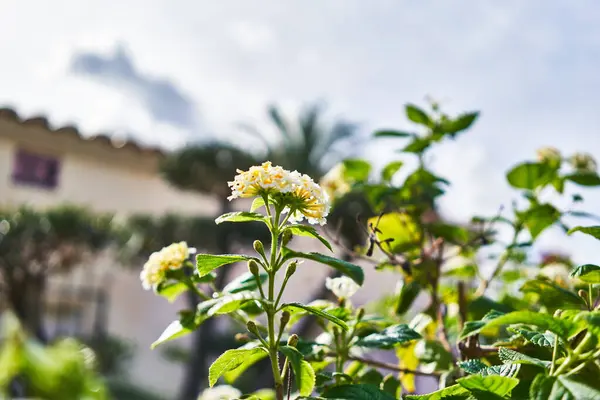 Close Vibrant Lantana Flowers Sunny Mediterranean Garden Showcasing Nature Tranquility — Stock Photo, Image