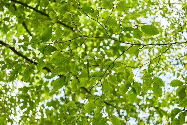 Sunlight Filters Fresh Green Leaves Tree Highlighting Serene Natural Environment — Stock Photo, Image