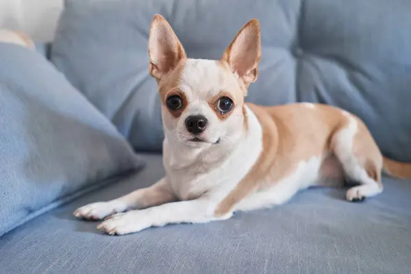 Small Alert Chihuahua Dog Big Eyes Rests Blue Sofa Looking — Stock Photo, Image