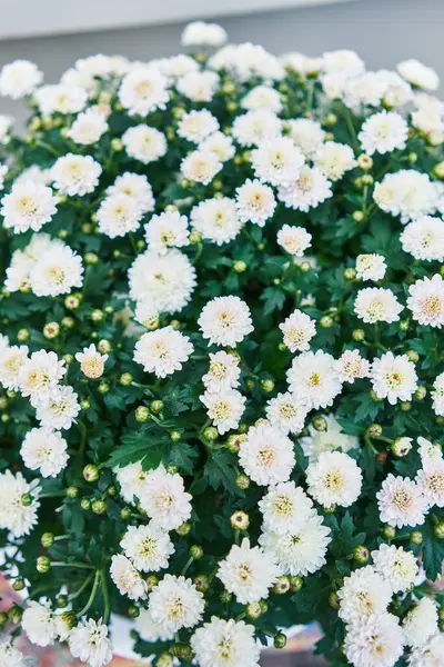 Close Vibrant White Chrysanthemums Full Bloom Showcasing Nature Simple Elegance — Stock Photo, Image