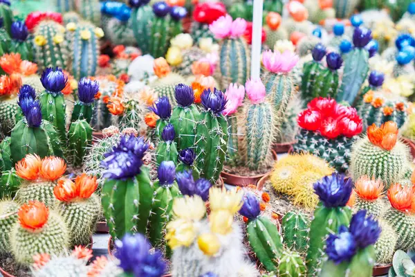 Vibrant Cacti Colorful Blooms Fill Frame Suggesting Botanical Garden Florist — Stock Photo, Image