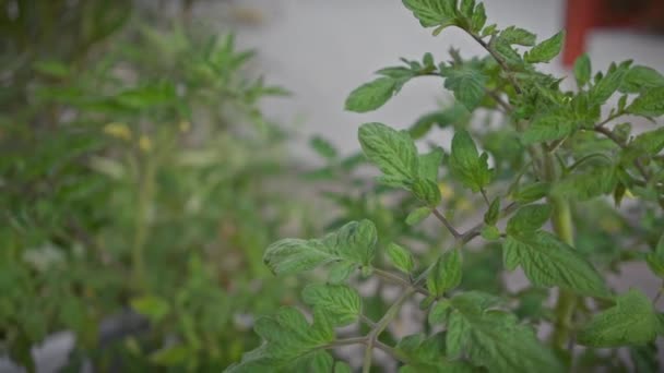 Close Van Solanum Elaeagnifolium Een Schadelijke Invasieve Soort Die Buiten — Stockvideo