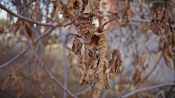 Szczelne Ujęcia Uschniętych Liści Drzewie Liściastym Jesienią Murcji Hiszpanii Oddające — Wideo stockowe
