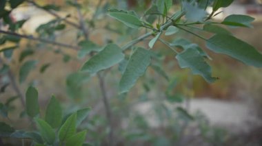 Sağlıklı bir laurus nobilis 'in yakın plan görüntüsü, ya da Bay Laurel, canlı yeşil yaprakları olan bir açık hava ortamında..