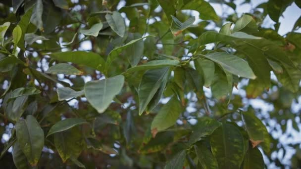 Пишне Зелене Листя Яскравої Рослини Процвітає Спокійному Середовищі Мурсії Іспанія — стокове відео