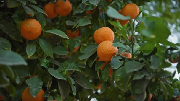 Weelderige Citrusbomen Met Rijpe Sinaasappels Vullen Het Frame Met Levendige — Stockvideo