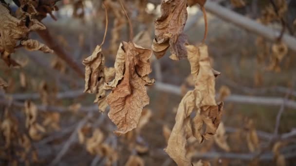Detailní Záběr Uschlých Hnědých Listů Větvi Stromu Znázorňující Podzim Murcii — Stock video