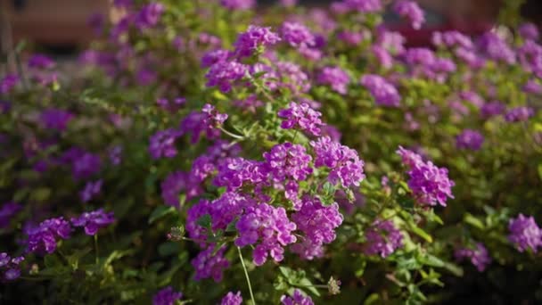 Gros Plan Lantana Camara Aux Fleurs Violettes Vibrantes Aux Feuilles — Video