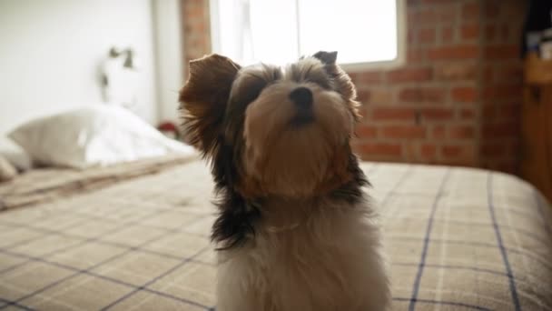 Cachorro Bíewer Terrier Sienta Una Cama Dormitorio Iluminado Por Sol — Vídeos de Stock