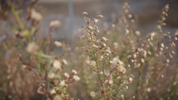 Крупный План Дикого Сухого Растения Пушистыми Семенными Головами Мурсии Испания — стоковое видео