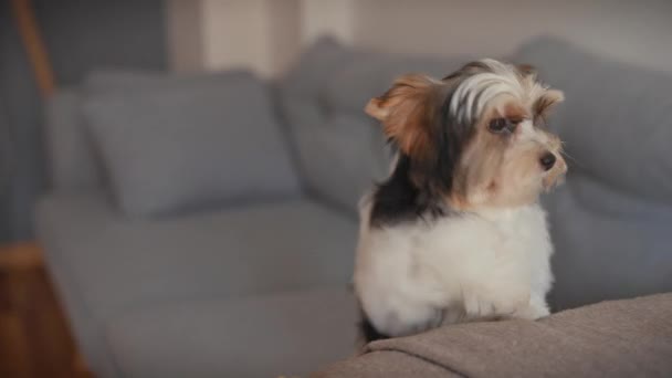 Filhote Cachorro Biewer Terrier Confortavelmente Empoleirado Sofá Cinza Moderno Olhando — Vídeo de Stock