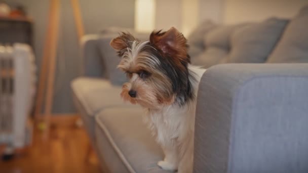 Adorável Biewer Terrier Filhote Cachorro Senta Atentamente Sofá Ambiente Acolhedor — Vídeo de Stock