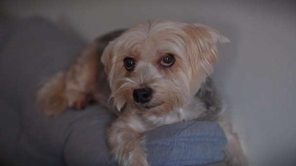 Blond Yorkshire Terrier Rests Cushion Indoors Exuding Comfort Cozy Home — Stock Video