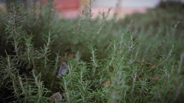Rosmarinus Officinalis의 클로즈업 향기로운 로즈마리 머시아에서 스페인 — 비디오