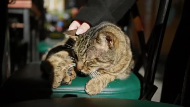 Жінка Яко Домашніх Тварин Таббі Кішка Відпочиває Зеленому Стільці Теплому — стокове відео