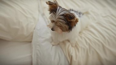 Bisikletli teriyer köpek yavrusu sıcak bir krem yatağa dikkatlice oturur, yumuşak ışıklı bir yatak odasında, bir evin sıcaklığını gösterir..