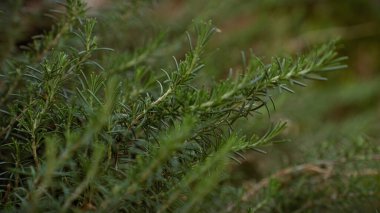 Rosmarinus officinalis 'e yakın çekim. Akdeniz' in Murcia, İspanya bölgesinde yetişen doğal tazeliği sembolize eden aromatik bir bitki..