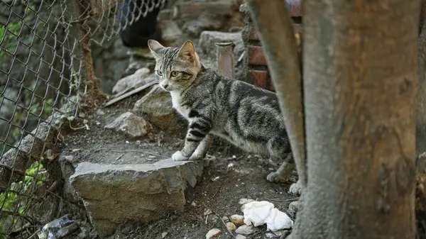 Tekir Kediyi Şehir Enkazının Ortasında Bir Tel Örgüde Bekleterek Ihmalkarlığın — Stok fotoğraf