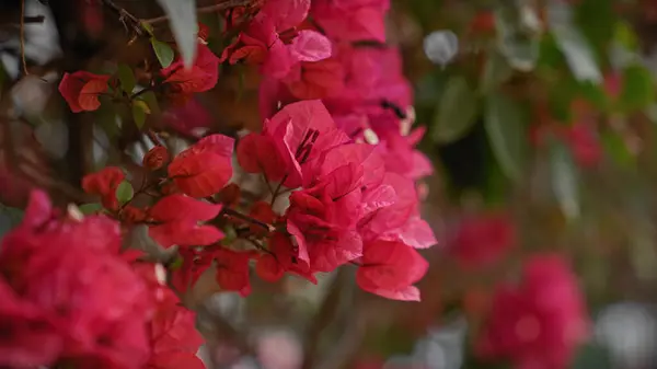 Vibrerande Bougainvillea Spectabilis Blommar Blomstrande Murcia Spanien Symboliserar Medelhavsflora — Stockfoto