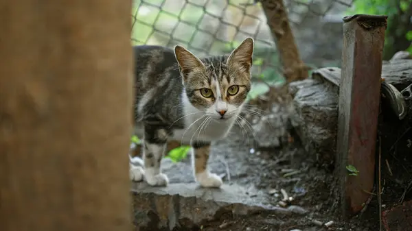 Tabby Cat Prowling Urban Alley Expressing Alertness Curiosity Natural Outdoor — Stock Photo, Image