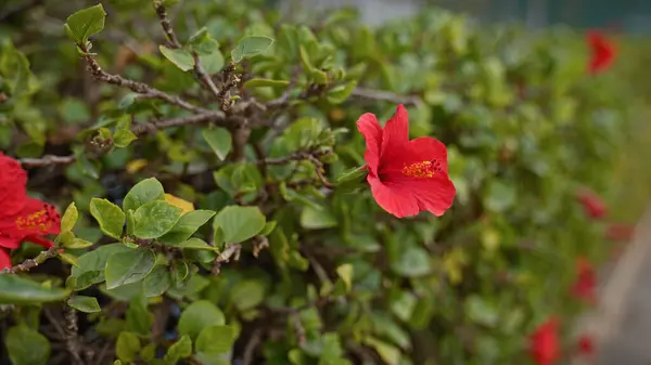 Levande Röd Hibiskus Hibiskus Rosa Sinensis Blommande Mitt Grönskande Grönska — Stockfoto