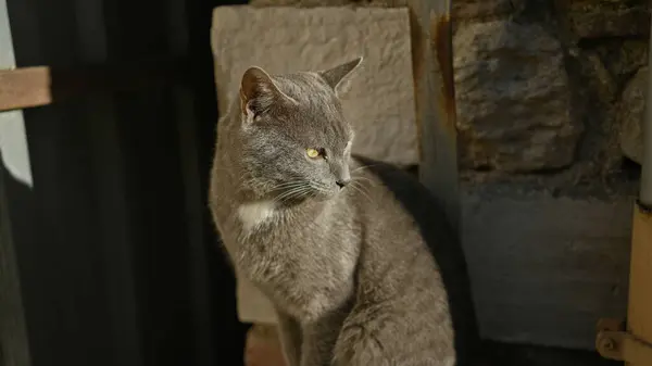 Gri Bir Kedi Güneşli Bir Şehir Sokağındaki Dokulu Bir Duvarın — Stok fotoğraf
