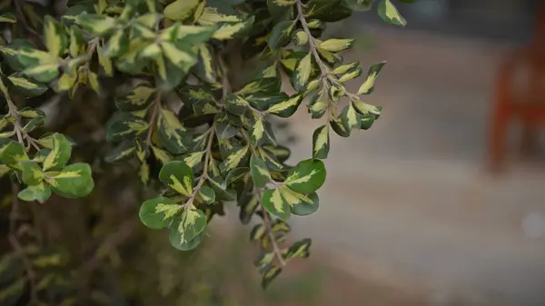 Close-up of variegated euonymus leaves in murcia, spain, highlighting the plant\'s patterned foliage.