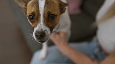 Bir kadın nazik Jack Russell Terrier 'ını nazikçe içeride okşar. Şefkat ve dostluk gösterir..
