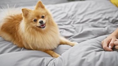 Köpekli genç İspanyol kadın yatak odasında birlikte oturuyor.
